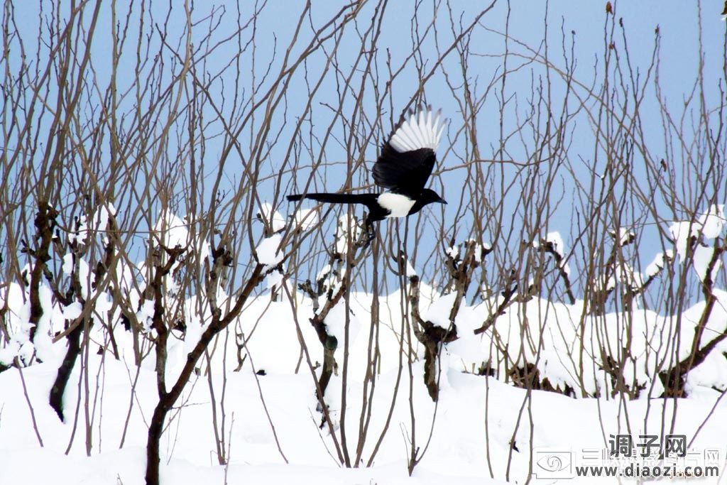 又到年关返乡时，漂泊游子脚步匆-----原创歌曲-《隆冬》邀您欣赏赐教！